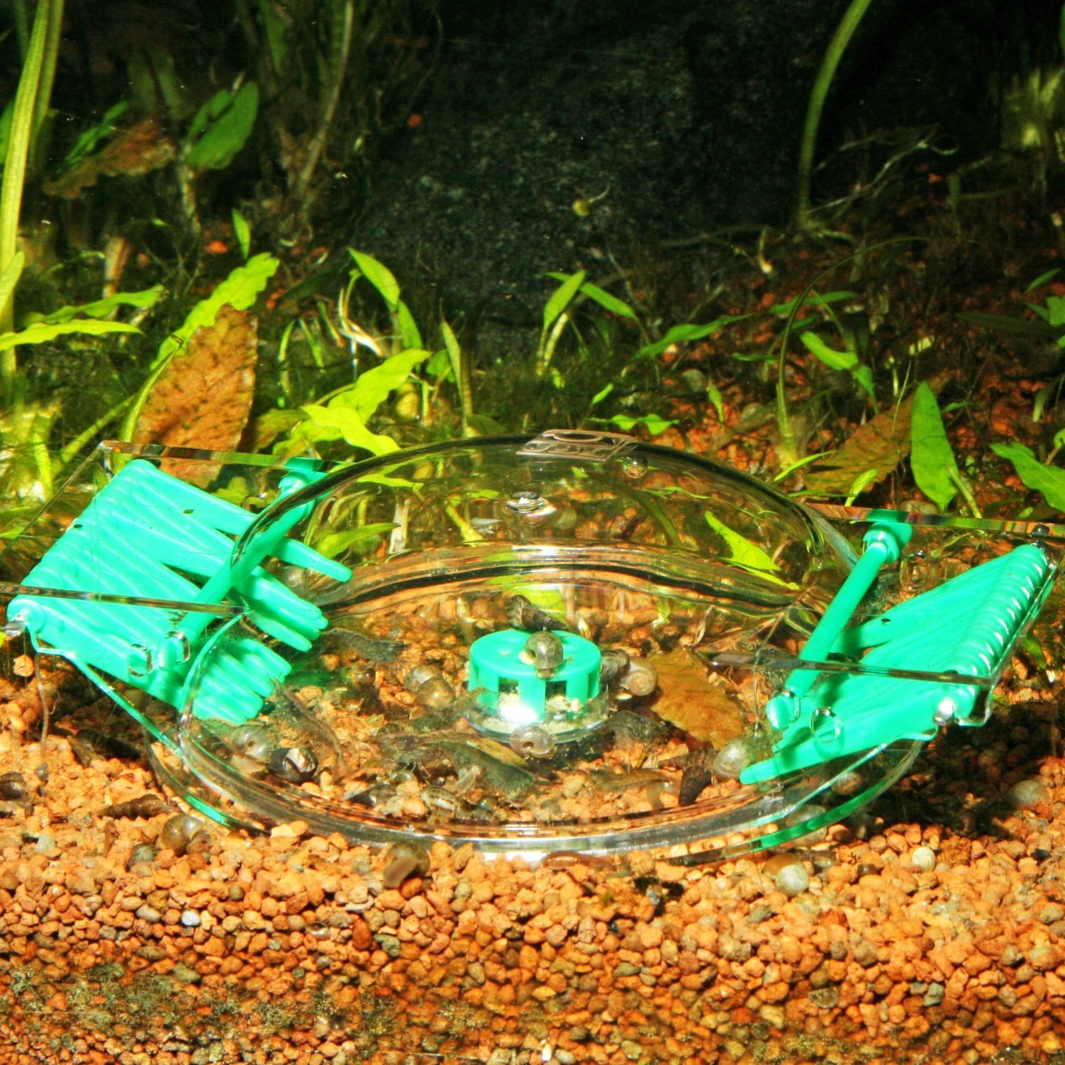 Schnecken im Aquarium bekämpfen | Was hilft? | Schneckenfalle | Schneckenplage