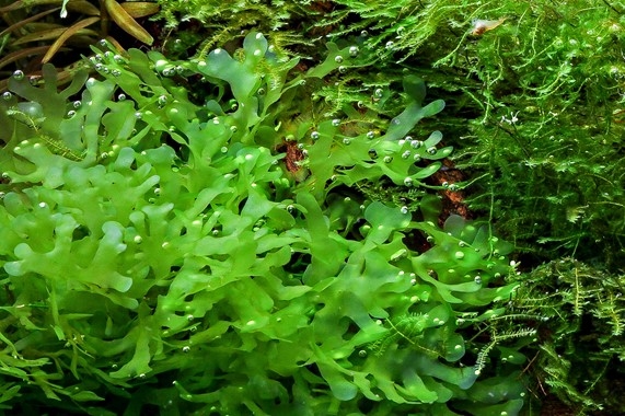 Decoration, Plants for attachment