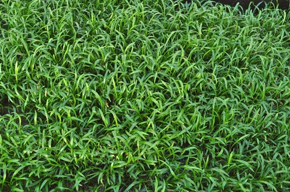 Plants, Pads