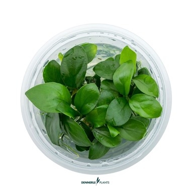 In-Vitro Plants | Buy Aquarium Plants