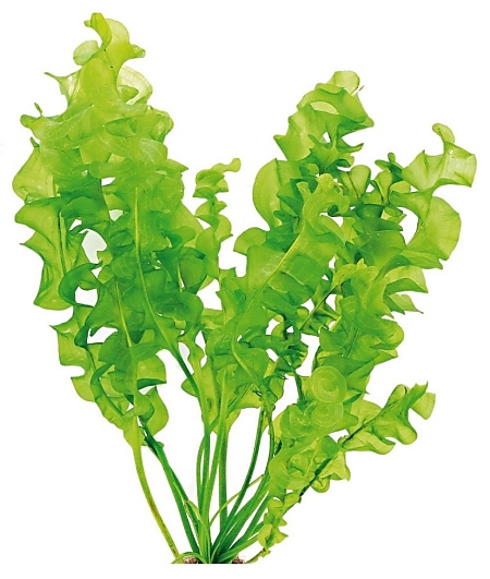 Dennerle Aponogeton ulvaceus