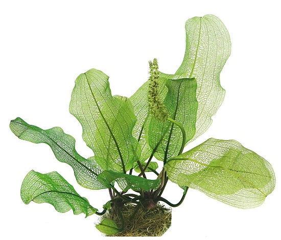 Dennerle Aponogeton madagascariensis