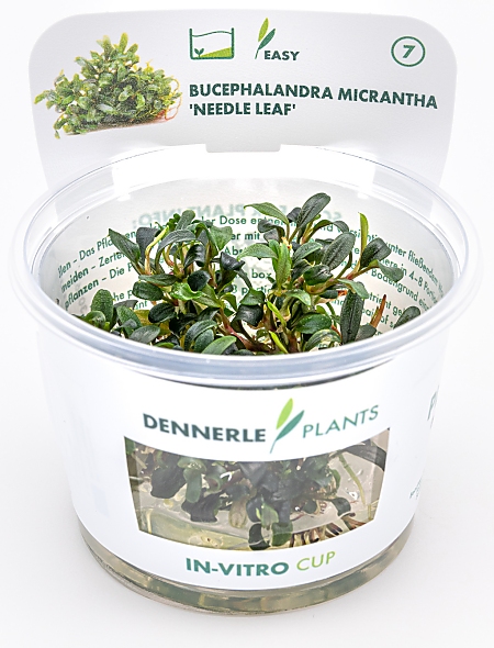 Dennerle Bucephalandra micrantha 'Needle Leaf' In-Vitro Cup