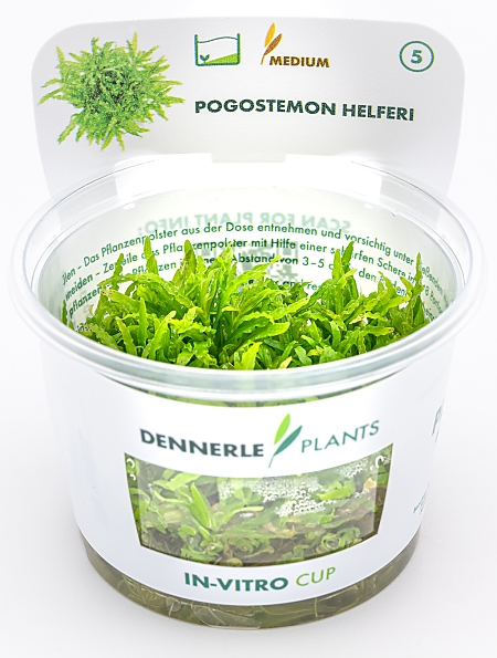Dennerle Pogostemon helferi In-Vitro Cup