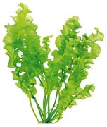 Dennerle Aponogeton ulvaceus