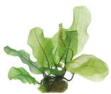 Dennerle Aponogeton madagascariensis