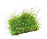 Dennerle Eleocharis acicularis Pad 9x9 cm