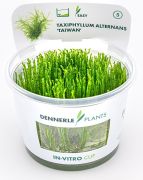 Dennerle Taxiphyllum alternans Taiwan In-Vitro Cup