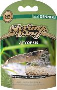 Dennerle Shrimp King Atyopsis Dennerle Shrimp King Atyopsis